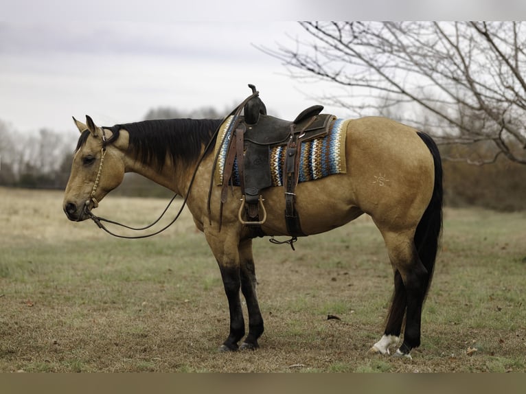 American Quarter Horse Klacz 13 lat 152 cm Jelenia in Quitman