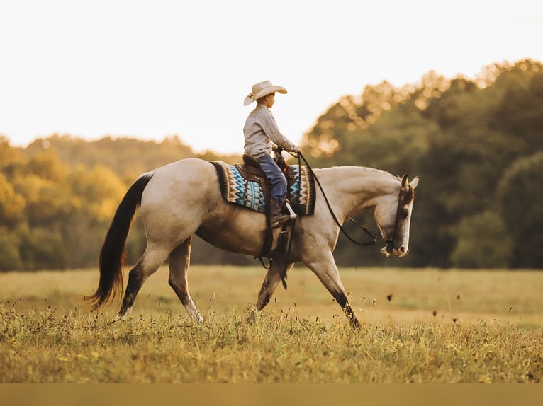 American Quarter Horse Klacz 13 lat 152 cm Jelenia in Lyles, TN