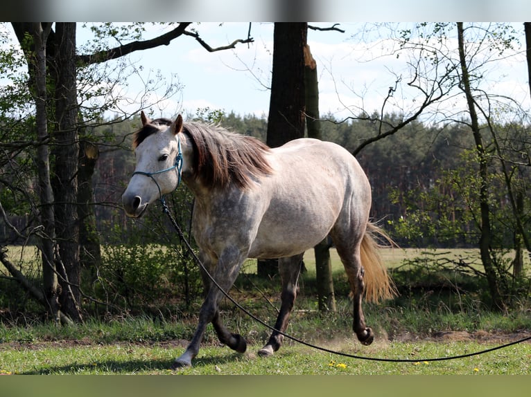 American Quarter Horse Klacz 13 lat 152 cm Siwa jabłkowita in Zossen