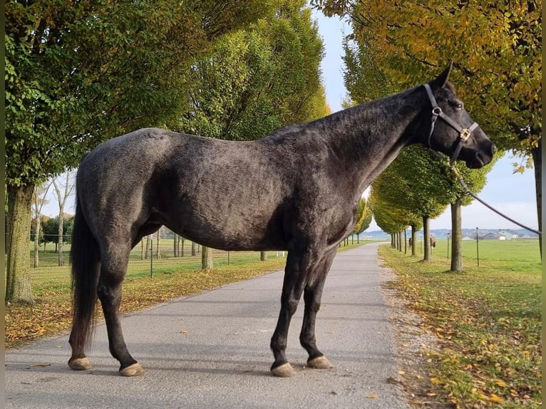 American Quarter Horse Klacz 13 lat 153 cm Karodereszowata in Simbach am Inn