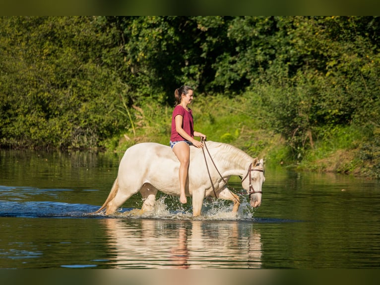 American Quarter Horse Klacz 13 lat 154 cm in Stolzenau