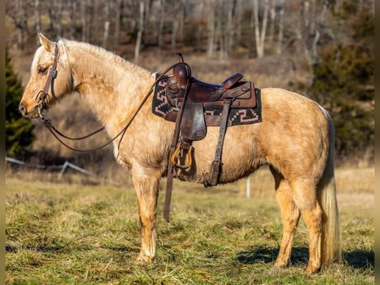 American Quarter Horse Klacz 13 lat 155 cm Izabelowata in Carlisle, KY