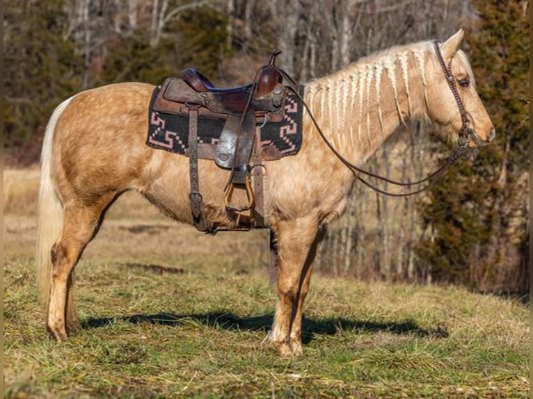 American Quarter Horse Klacz 13 lat 155 cm Izabelowata in Carlisle, KY