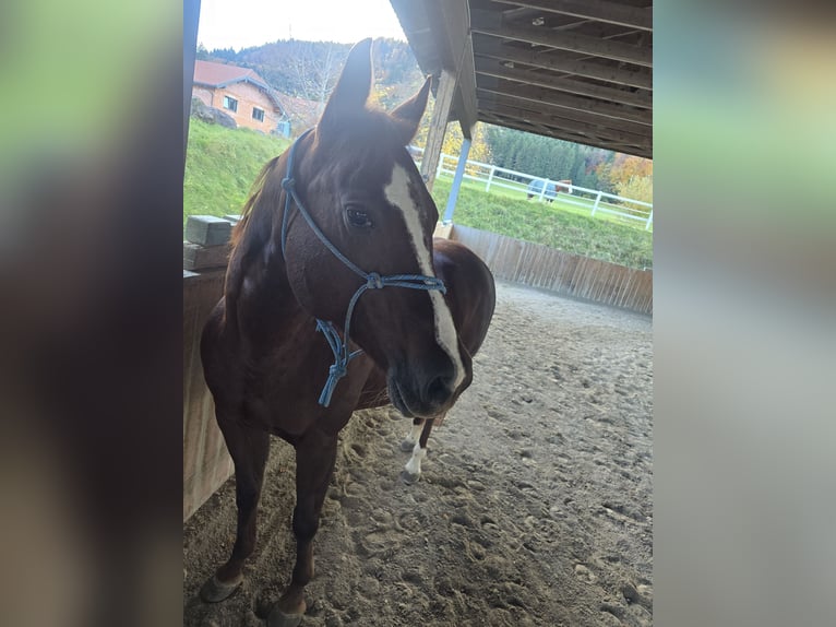 American Quarter Horse Klacz 13 lat 155 cm Kasztanowata in Oberhofen am Irrsee American Quarter Horse Klacz 13 lat 155 cm Kasztanowata in Oberhofen am Irrsee