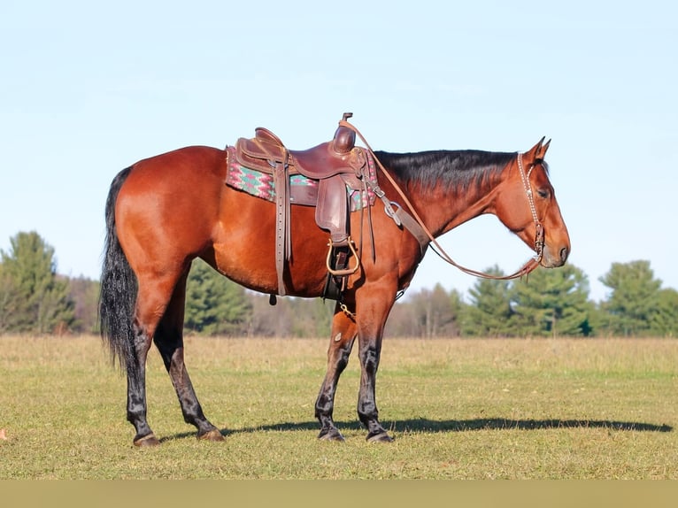 American Quarter Horse Klacz 13 lat 157 cm Gniada in Clarion