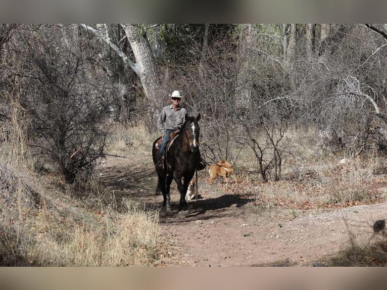 American Quarter Horse Klacz 13 lat 160 cm Gniada in Camp Verde AZ