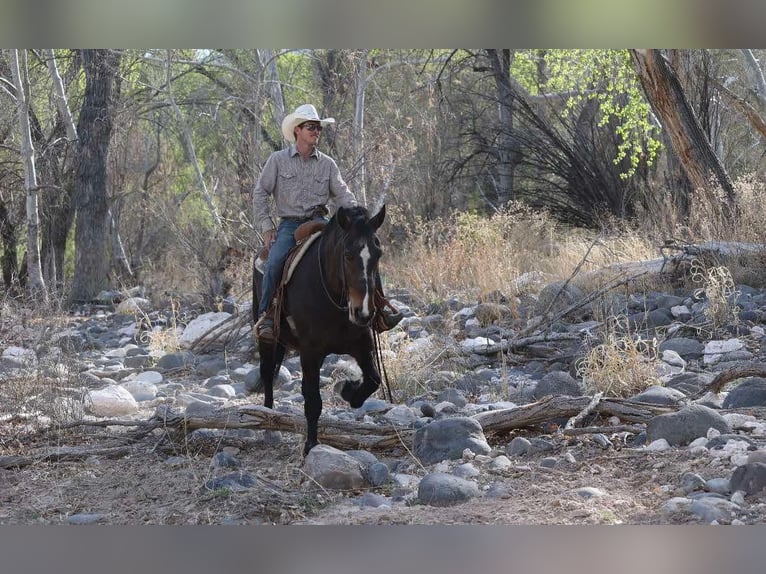 American Quarter Horse Klacz 13 lat 160 cm Gniada in Camp Verde AZ
