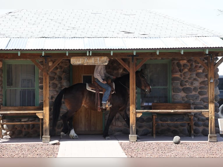 American Quarter Horse Klacz 13 lat 160 cm Gniada in Camp Verde AZ