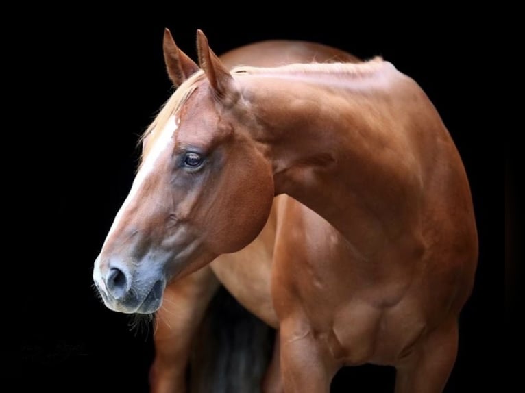 American Quarter Horse Klacz 13 lat 160 cm Kasztanowata in Bad Dürrheim