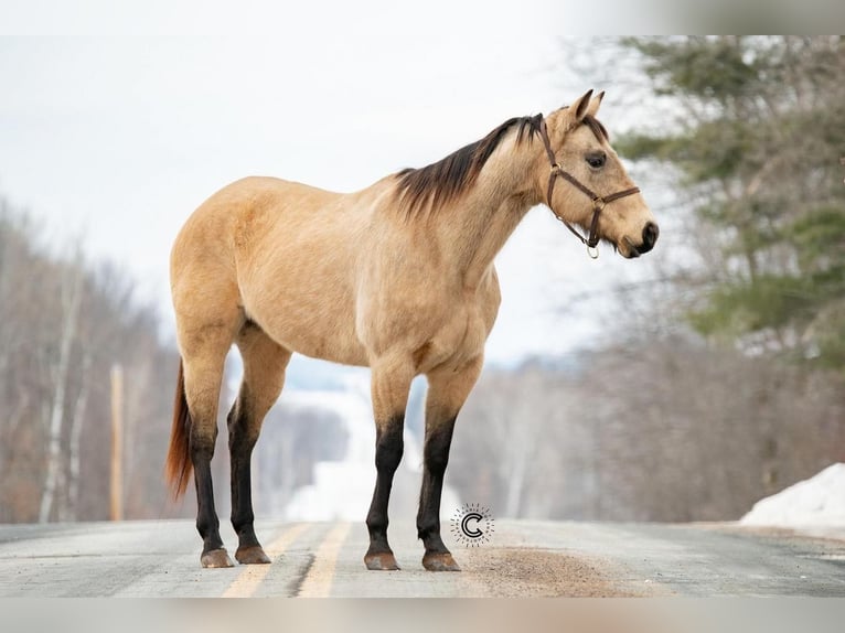 American Quarter Horse Klacz 13 lat Jelenia in Clayton, WI