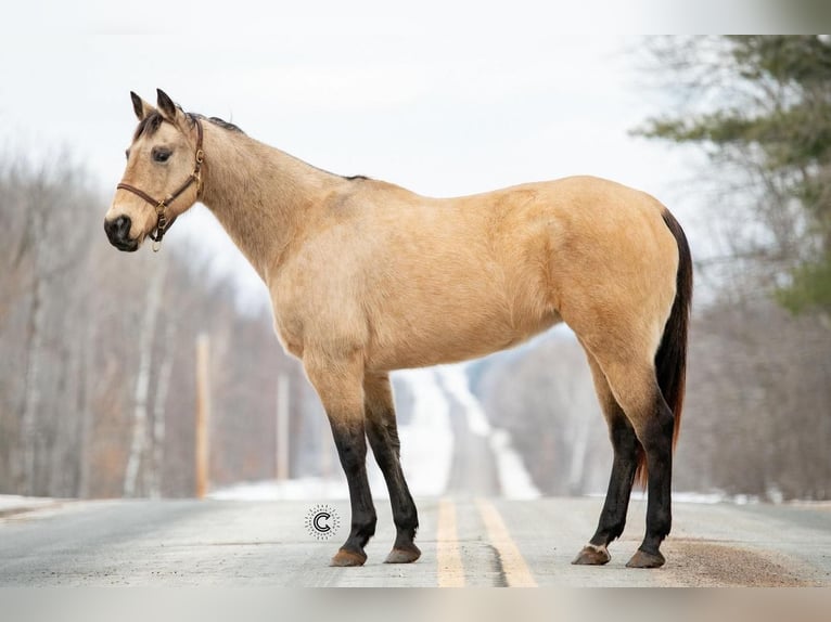 American Quarter Horse Klacz 13 lat Jelenia in Clayton, WI