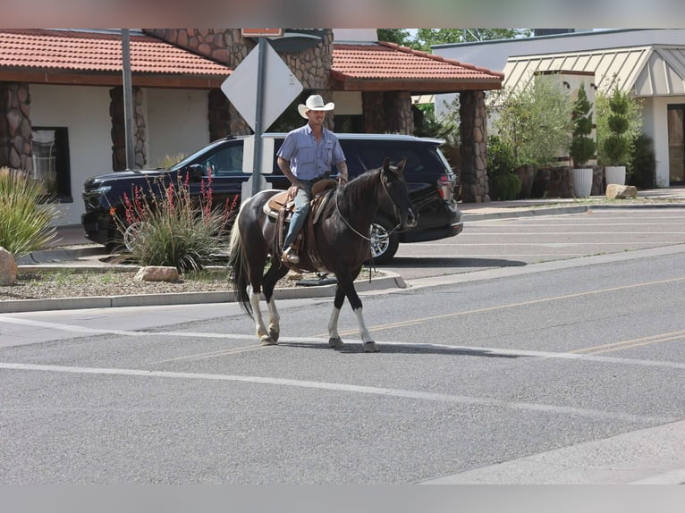 American Quarter Horse Klacz 13 lat Tobiano wszelkich maści in Camp Verde AZ