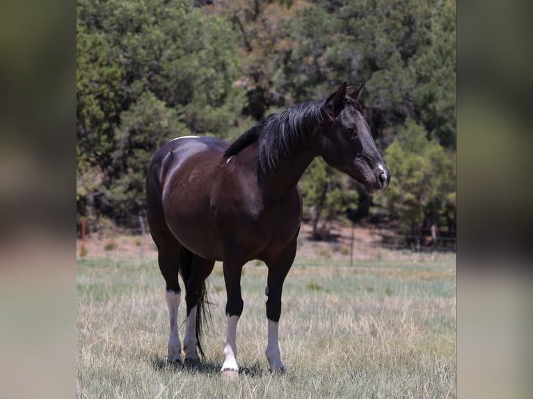 American Quarter Horse Klacz 13 lat Tobiano wszelkich maści in Camp Verde AZ