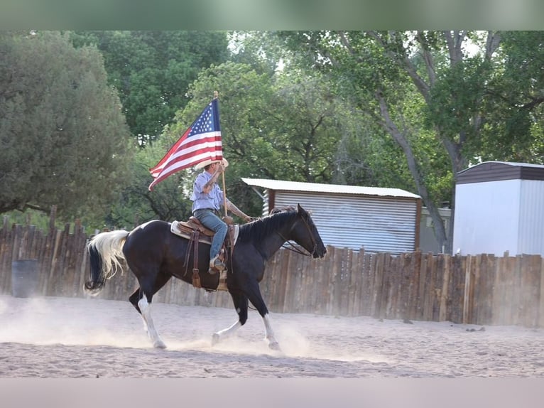 American Quarter Horse Klacz 13 lat Tobiano wszelkich maści in Camp Verde AZ