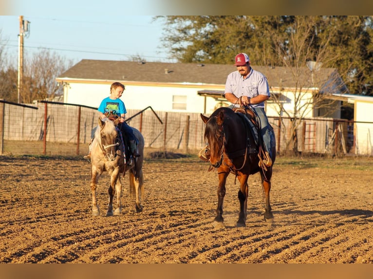 American Quarter Horse Klacz 14 lat 122 cm Gniada in Stephenville TX
