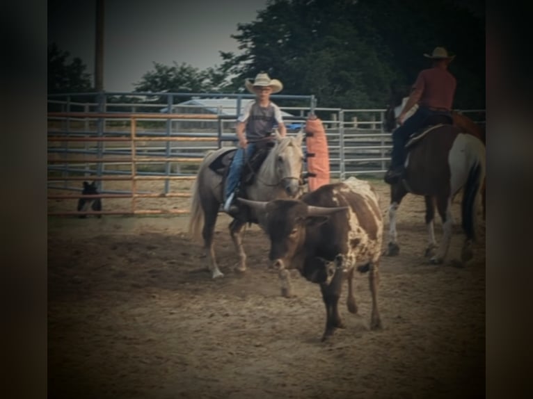 American Quarter Horse Klacz 14 lat 127 cm Izabelowata in WINCHESTER kY