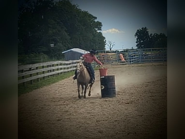 American Quarter Horse Klacz 14 lat 127 cm Izabelowata in WINCHESTER kY