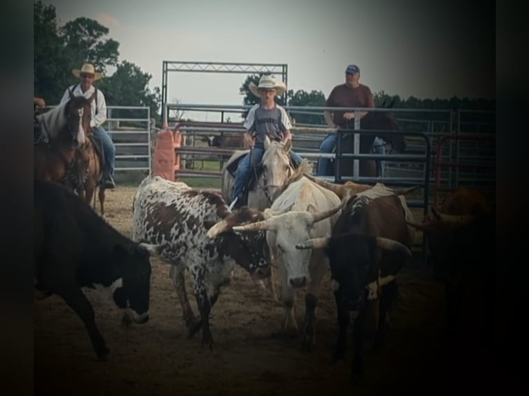 American Quarter Horse Klacz 14 lat 127 cm Izabelowata in WINCHESTER kY