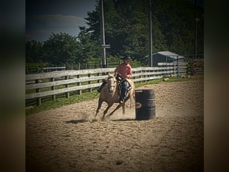 American Quarter Horse Klacz 14 lat 127 cm Izabelowata in WINCHESTER kY