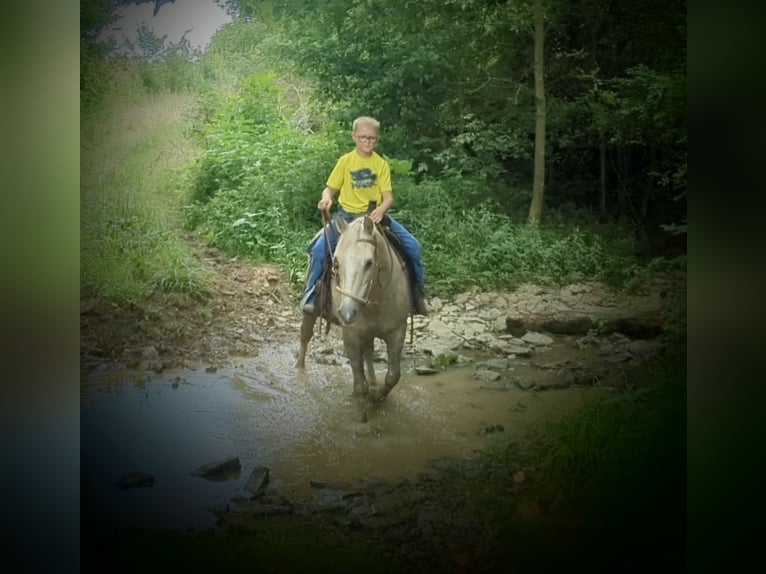 American Quarter Horse Klacz 14 lat 127 cm Izabelowata in WINCHESTER kY