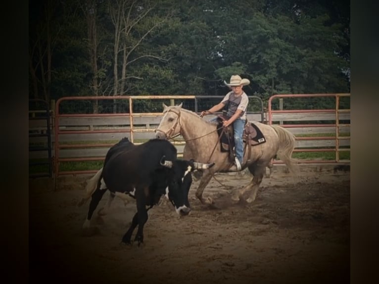 American Quarter Horse Klacz 14 lat 127 cm Izabelowata in WINCHESTER kY