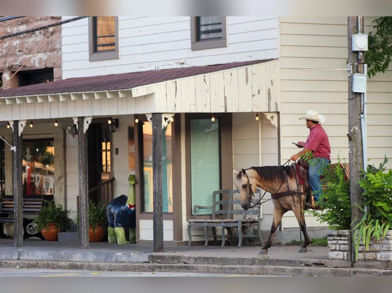 American Quarter Horse Klacz 14 lat 142 cm Jelenia in Stephenville TX
