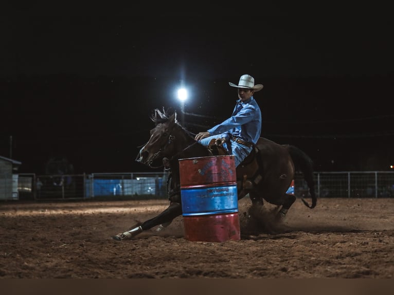 American Quarter Horse Klacz 14 lat 145 cm Gniada in Vilonia