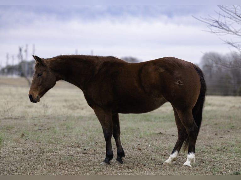 American Quarter Horse Klacz 14 lat 145 cm Gniada in Vilonia