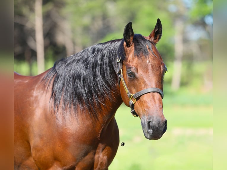 American Quarter Horse Klacz 14 lat 147 cm Gniada in Whitesboro