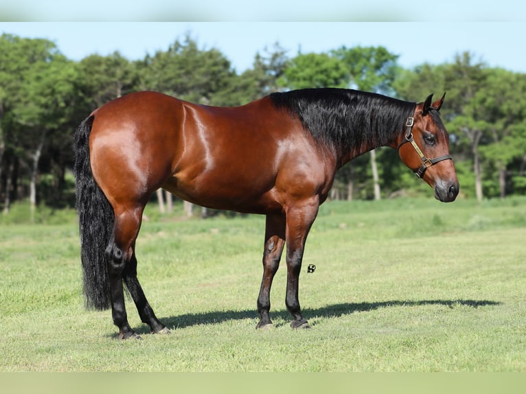 American Quarter Horse Klacz 14 lat 147 cm Gniada in Whitesboro
