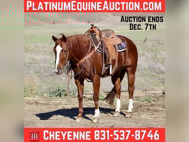 American Quarter Horse Klacz 14 lat 150 cm Ciemnokasztanowata in Bitterwater CA