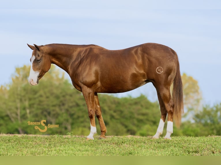 American Quarter Horse Klacz 14 lat 150 cm Cisawa in Bogard