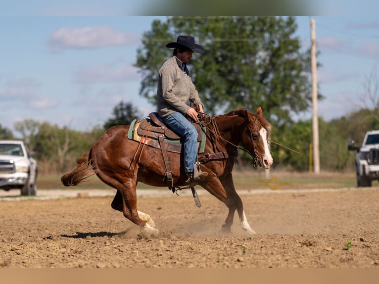 American Quarter Horse Klacz 14 lat 150 cm Cisawa in Bogard