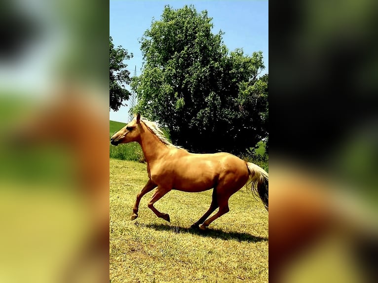 American Quarter Horse Klacz 14 lat 150 cm Izabelowata in Garmisch-Partenkirchen