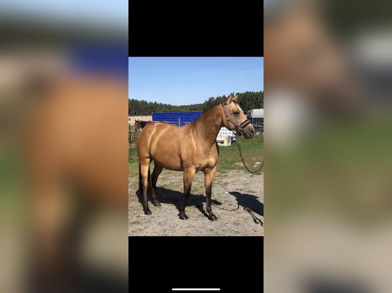 American Quarter Horse Klacz 14 lat 150 cm Jelenia in Schirmitz