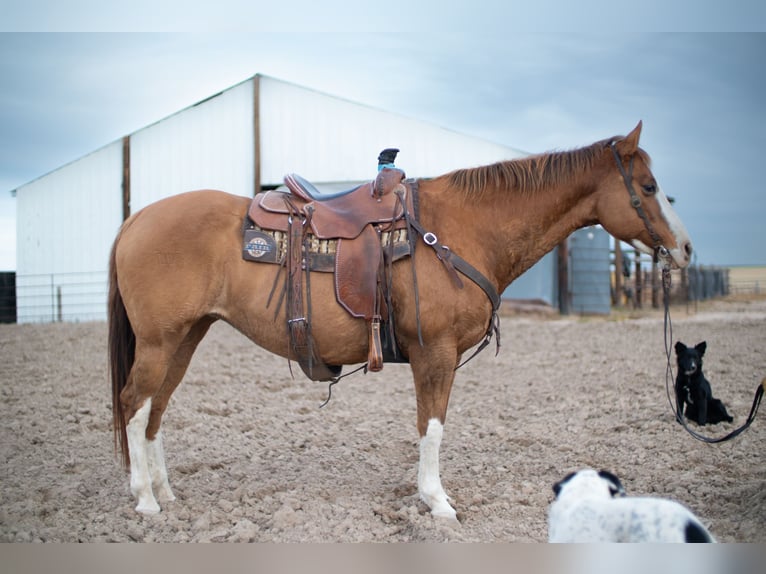 American Quarter Horse Klacz 14 lat 152 cm Bułana in Sidney, NE