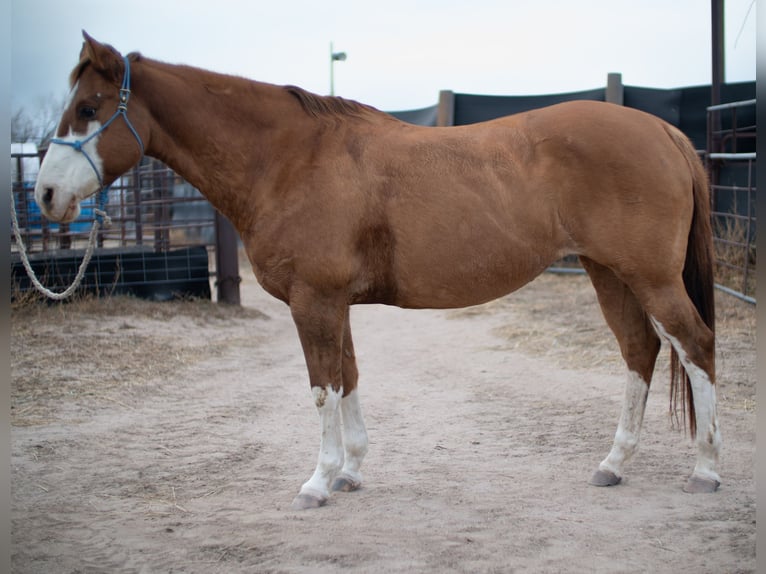 American Quarter Horse Klacz 14 lat 152 cm Bułana in Sidney, NE