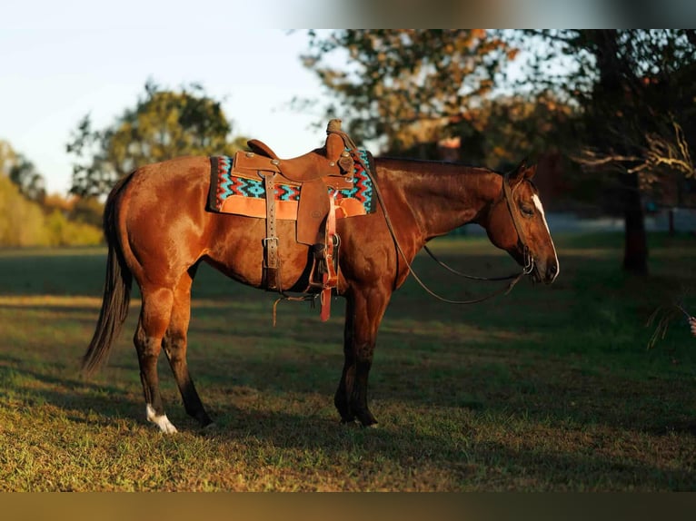 American Quarter Horse Klacz 14 lat 152 cm Gniada in Quitman