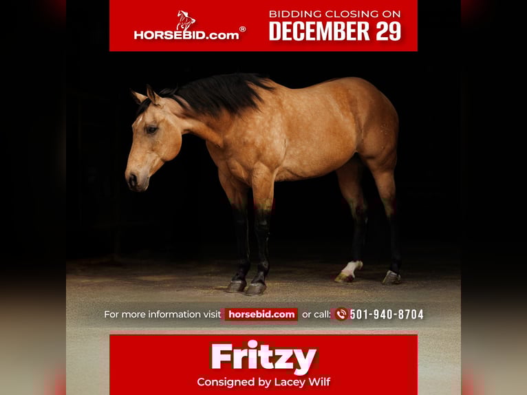 American Quarter Horse Klacz 14 lat 152 cm Jelenia in Quitman