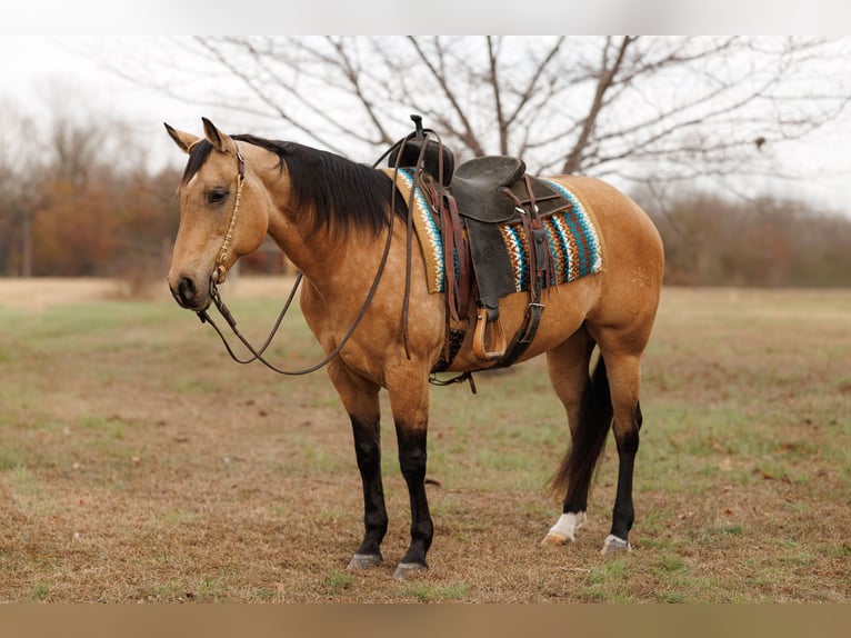 American Quarter Horse Klacz 14 lat 152 cm Jelenia in Quitman