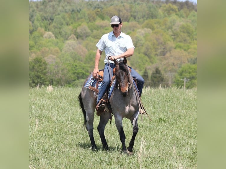 American Quarter Horse Klacz 14 lat 152 cm Karodereszowata in Somerset KY
