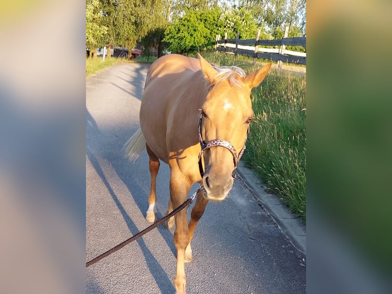 American Quarter Horse Klacz 14 lat 153 cm Izabelowata in Vilshofen