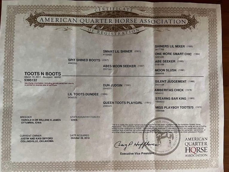 American Quarter Horse Klacz 14 lat 155 cm Jelenia in Versailles KY