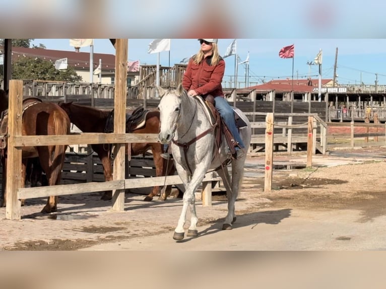 American Quarter Horse Klacz 14 lat 155 cm Siwa in Weatherford TX