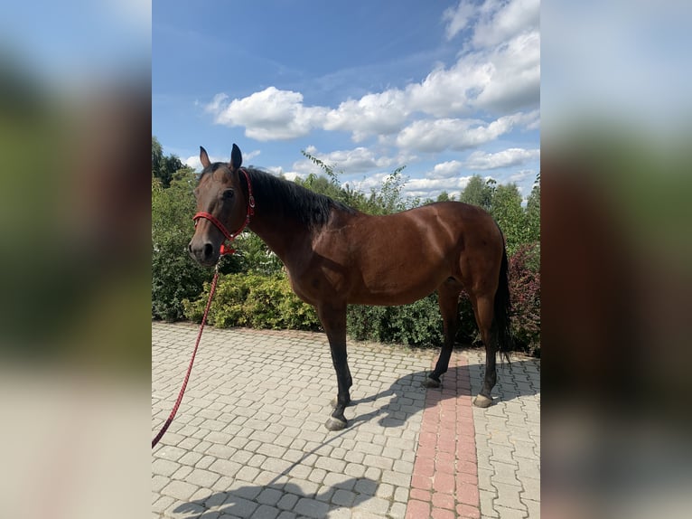 American Quarter Horse Klacz 14 lat 156 cm Skarogniada in Skrzyszów