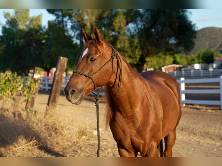 American Quarter Horse Klacz 14 lat 163 cm Cisawa in Santa Clarita