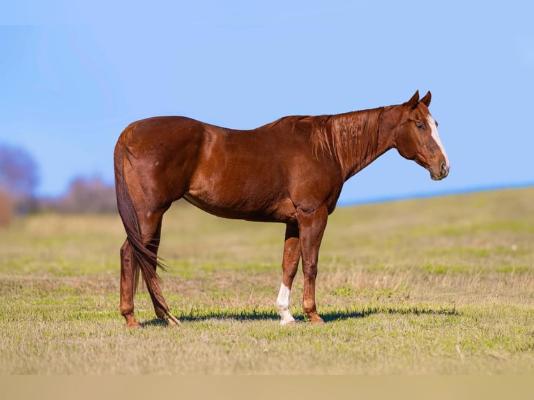 American Quarter Horse Klacz 14 lat Ciemnokasztanowata in Weatherford TX