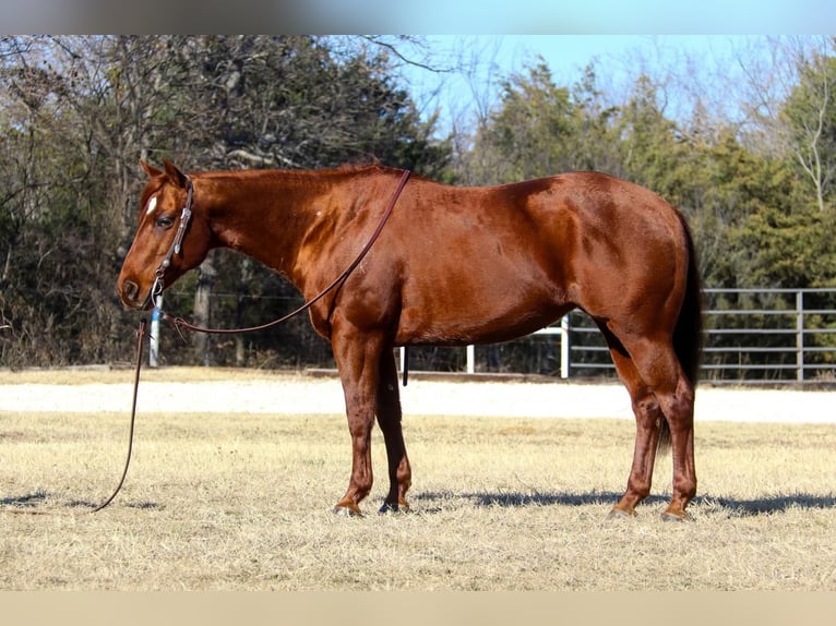 American Quarter Horse Klacz 14 lat Cisawa in Burleson, TX