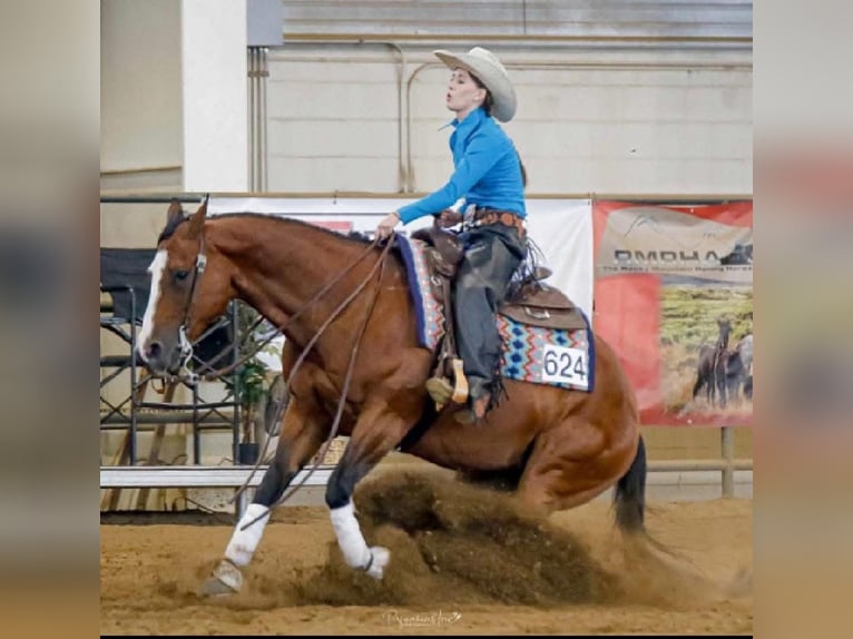 American Quarter Horse Klacz 14 lat Gniada in Longmont