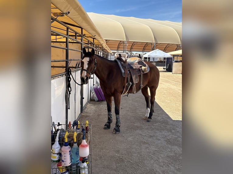 American Quarter Horse Klacz 14 lat Gniada in Longmont